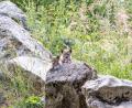 Bild: Xaver Klaussner/exb
Noch etwas schüchtern? Der Luchsnachwuchs auf Erkundungstour im Wildpark.