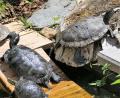 Bild: rgr
Schildkräten lieben die Sonne