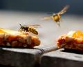 Symbolbild: Karl-Josef Hildenbrand/dpa
Süße Speisen, etwa ein Marmeladenbrot, sind für Wespen besonders anziehend.