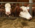 Symbolbild: Angelika Warmuth/dpa
Wenn ein Landwirt sich wegen Krankheit nicht um seine Tiere kümmern kann oder die Bäuerin ausfällt, springen Betriebshelfer und Dorfhelferinnen ein.