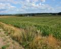 Bild: jr
Auf dieser Fläche bei Oberteich an der Bahnlinie entlang soll eine Photovoltaikanlage entstehen. Eine endgültige Entscheidung soll im September fallen.