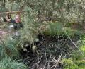 Bild: Gerhard Götz
Die Mulde aus der Zeit der Torfstecher ist eine der wenigen offen sichtbaren Wasserstellen im Prackendorfer und Kulzer Moos. Gebietsbetreuerin Simmeth muss sich weit hinunterbeugen, um mit einem Stecken die Wassertiefe zu messen.