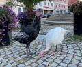 Bild: PI Regenstauf
Zwei Truthähne machten einen Ausflug auf den Regenstaufer Marktplatz.