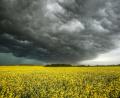 Symbolbild: Jeff Mcintosh
Dunkle Gewitterwolken ziehen über einem Rapsfeld auf.