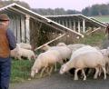 Archivbild: nm
Die „Solarschafe“ ergriffen 2011 schnell Besitz vom neuen Futterplatz. Zwischen den langen Reihen mit den Photovoltaikmodulen finden sie heute noch allerlei Leckerbissen.