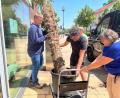 Bild: vlu
Tatkräftig packten das Sozialteam und Elisabeth Heider vom Café Mitte (hinten) mit an, um die neue Palme an den alten Platz zu stellen.