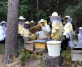 Bild: Marco Sönnichsen
Eingekleidet in Schutzanzüge durften die Kinder einen Blick in das Innere des Bienenstocks werfen. So lernten sie das beschäftigte Leben der Bestäuber und Honiglieferanten kennen.