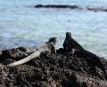 Bild: Presidencia Ecuador/dpa
Galapagos Leguane galten vor einem Jahrhundert noch als ausgestorben. Jetzt verbreiten sich die Tiere wieder auf natürliche Weise. Eine von vielen guten Nachrichten, die in dieser Welt passieren. Diese Schlagzeilen geben Lucia Brunner in ihrem OTon wieder Mut zur Hoffnung.