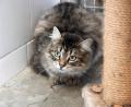 Bild: Gabi Schönberger
Kater "Kimba" wartet im Tierheim Weiden auf ein neues Zuhause.