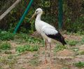 Bild: LBV Regenstauf/exb
Der von seinen Geschwistern im Horst in Weiden schwer verletzte Storch hat sich in Vogel- und Umweltstation Regenstauf prächtig entwickelt und soll jetzt ausgewildert werden.