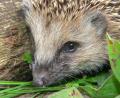Bild: Norbert Vetter
Mindestens 600 Gramm muss ein junger Igel im Herbst auf die Waage bringen, damit er eine reelle Chance hat, den Winter zu überstehen.