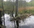 Bild: wro
Dass die Wasserflächen am ehemaligen Torfabbaugebiet bei Pullenreuth entstehen konnten, verdankt der Wald den Mühen von Meister Bockert, wie der Biber im Volksmund genannt wird.