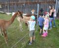 Bild: gi
Die Kinder Mittagsbetreuung „die Musketiere“ hielten Abschluss- und Begrüßungsfest bei den Alpakas auf den Konraden-Hof in Gaisheim und es machte ihnen viel Spaß.