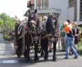 Bild: mfh
Auch das ist Tradition: Mit zwei Rössern wird der Kirwabaum zum Kirwaplatz gezogen.