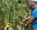 Bild: mmj
"So schlecht sind's gar nicht", meint Landwirt Christian Braun aus Gaisthal, als er die Maiskolben begutachtet.