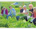 Bild: no
Eine Gruppe von Hopfenzupferinnen beim Abpflücken der Dolden im Illschwanger Hopfengarten.