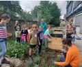 Bild: Laura Enzmann
Von Löwenzahn bis Thymian: Im Kräutergarten der St.-Felix-Schule gibt es viel zu entdecken.
