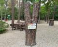 Bild: Stefan Jahreiß/exb
Am „Duzl-Baum“ beim Waldspielplatz in der Höllohe können Kinder ihre Schnuller aufhängen.