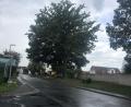 Bild: sei
Die rechte Eiche am Friedhofseingang ist mit dem "Gemeinen Schwefelporling" befallen. Der Pilz darf laut der Expertin vom Landratsamt entfernt werden. Die Behörde wird den Baum weiter kontrollieren.
