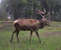 Bild: ubb
Moritz I. ist ein prachtvoller Zehnender. Er stammt aus der Zucht von Markus Schedl in Pilmersreuth am Wald. Nun erfreut er die Besucher am Steinwald-Gehege und soll bei den Rotwild-Damen für Nachwuchs sorgen.