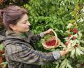 Bild: Portner
Jeanette Ring erntet die reifen Kornelkirschen-Früchte im Garten.