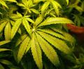 Symbolbild: dpa/William Archie, Detroit Free Pre
Im Dachgeschoss eines Wohnhauses hatte ein Familienvater aus Weiden Marihuana-Pflanzen gezüchtet.