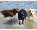 Archivbild: Kunz
Hunde dürfen am Sonntag - wie hier vor zwei Jahren - auch heuer wieder im Schätzlerbad baden und toben.