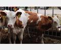 Bild: Thomas Dobler 
Rinderzucht und Milchwirtschaft sind wichtige Standbeine der Landwirte in der Region. Einige Bauern produzieren ihre Milch nach "Bioland"-Kriterien, was sie im Handel etwas teurer macht.
