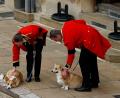 Bild: Peter Nicholls/dpa
Anlässlich des Todes von Queen Elizabeth II., ist die Royale Hunderasse "Corgi" aktuell sehr im Trend - zum Leid der Tiere.