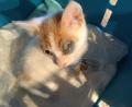Bild: sei
Viele Kätzchen bei der Katzenhlfe haben Augenentzündungen oder Katzenschnupfen, die Katzenhilfe kann die Tierarztkosten nicht mehr stemmen.