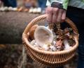 Bild: Sebastian Gollnow/dpa/Symbolbild
Eine Frau hält während eines Pilzkurses einen Korb mit essbaren und nichtessbaren Pilzen in der Hand.