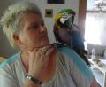 Bild: hka
Coco kann nicht fliegen – um auf die Schulter von Ulrike Jackson zu kommen, muss er klettern. Die Papageien-Mama und der bunte Papagei sind ein Herz und eine Seele.