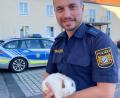 Bild: Polizeiinspektion Waldsassen/exb
Ein ausgesetztes Kaninchen war kurzzeitig zu Gast bei den Beamten der Polizei Waldsassen.