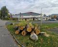Bild: lnz
Zahlreiche Stämme lagen einige Tage nach der Abholzaktion noch auf dem Areal bei der Eishalle Mitterteich herum.