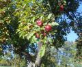 Bild: LPV AS, Richard Lehmeier/exb
Ungespritzte Äpfel aus Streuobstbeständen und Obstgärten können am Samstag, 15. Oktober, von 13 bis 15 Uhr in Freudenberg abgegeben werden.