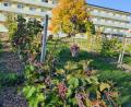 Bild: Hotel Pyramide/exb
Einzigartig in der Region ist der Weinberg unterhalb des Hotels Pyramide beim Sibyllenbad. Die Anlage wird am Sonntag bei einem Weinfest eingeweiht und nach dem Erbauer Alois Zimmermann bekannt.