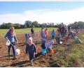 Bild: fvo
Groß und Klein buddeln fleißig nach Kartoffeln in Frankenrieth.