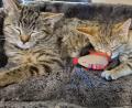 Bild: Ransbach
Sie fühlen sich sichtlich wohl auf ihrer weichen Unterlage: Katzenbabys bekommen im Katzenkindergarten in Obersdorf wieder eine Zukunftschance.