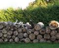 Bild: wel
Etwa 600 Festmeter Holz aus dem Stadtwald könnten im Rahmen des Projekts "Warmer Winter für Familien" vergünstigt an Bedürftige abgegeben werden. Der Stadtrat wählt einen anderen Weg.