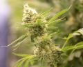 Bild: Sebastian Kahnert
Bundesgesundheitsminister Karl Lauterbach (SPD) hat Eckpunkte zur geplanten kontrollierten Cannabis-Legalisierung vorgelegt.
