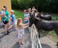 Bild: do
Auch die Esel riefen beim Kinderferientag des Kleintierzuchtvereins nach Streicheleinheiten.