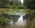 Bild: ige
Das ist eines der elf neuen wichtigen Biotope im Naturpark Hirschwald, die der Pächter des Staatsjagdrevieres angelegt hat.