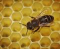 Symbolbild: Fredrik von Erichsen/dpa
Der Bienenzuchtverein Edelsfeld hat ein gutes Jahr hinter sich. Das alles trotz Corona und trotz weniger Honig.