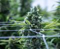 Symbolbild: Hendrik Schmidt
Das Bundeskabinett hat Eckpunkte für eine Cannabis-Legalisierung in Deutschland beschlossen.