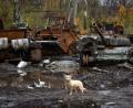 Bild: Efrem Lukatsky/AP/dpa
Ein Hund steht in der Nähe russischer Panzer, die bei jüngsten Kämpfen beschädigt wurden.
