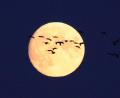 Bild: Hans Meindl
So beeindruckend sieht es aus, wenn die Zugvögel nachts bei Vollmond fliegen.