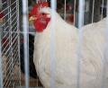 Archivbild: bsc
Bestaunt werden können am Wochenende die Zuchterfolge des Kleintierzuchtvereins Friedenfels.