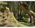 Bild: Veronika Hofinger/exb
Ein Sturm hat die uralte Linde beim Mulzerteich bei Lesná umgestürzt. Auf dem Totholz keimen junge Bäumchen. Ein künftiger Mischwald soll dem Klimawandel besser trotzen können als Fichtenmonokulturen.