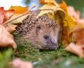 Symbolbild: Ingo Hoffmann/stock.adobe.com
Wer seinen Garten allzu sorgfältig pflegt, lässt dem Igel keinen Lebensraum.