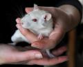 Symbolbild: Stephan Huber
Mit zahmen Ratten aus der Zoohandlung "experimentierte" ein 31-Jähriger einen Monat lang in seiner Wohnung in Weiden.